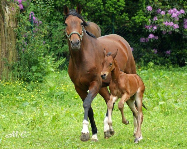 broodmare Fenja (Rhinelander, 2004, from Fuchsberger)