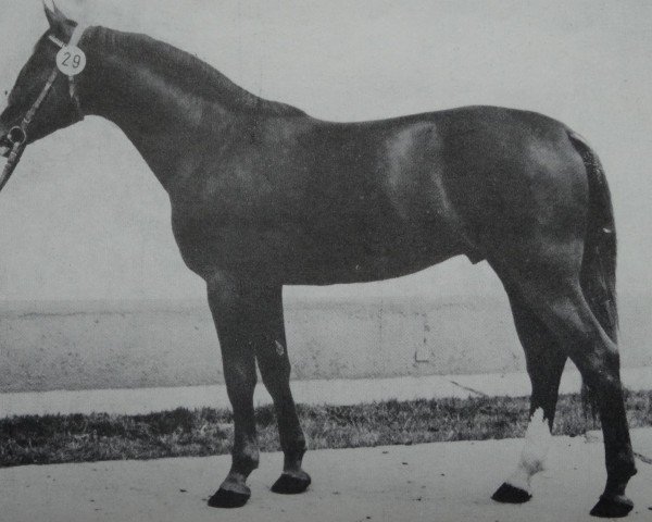 stallion Lados (Mecklenburg, 1977, from Lapis 3329)