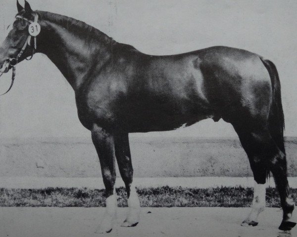 Deckhengst Lektor (Edles Warmblut, 1976, von Leuchtfeuer 2602)