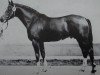 stallion Lektor (Noble Warmblood, 1976, from Leuchtfeuer 2602)