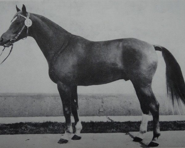 Deckhengst Leopard (Edles Warmblut, 1977, von Leuchtfeuer 2602)