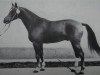 stallion Leopard (Noble Warmblood, 1977, from Leuchtfeuer 2602)