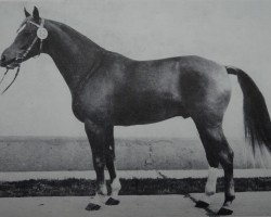 stallion Leopard 2675 (Noble Warmblood, 1977, from Leuchtfeuer 2602)