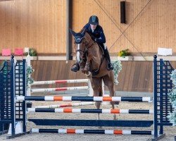 Springpferd Hickstead de Ferra (Westfale, 2019, von Hickstead White)