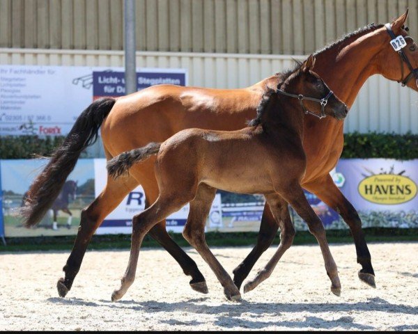 foal by Dashing (Westphalian, 2024, from Dorian Grey BR Z)