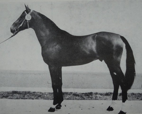 stallion Monar (Mecklenburg, 1977, from Monsun x)