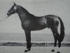 stallion Monar (Mecklenburg, 1977, from Monsun x)