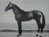 stallion Monar 2677 (Mecklenburg, 1977, from Monsun x)