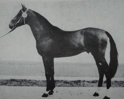 stallion Monar 2677 (Mecklenburg, 1977, from Monsun x)