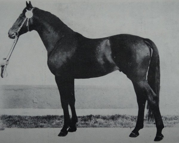 Pferd Wegro (Edles Warmblut, 1977, von Winton 3312 xx)