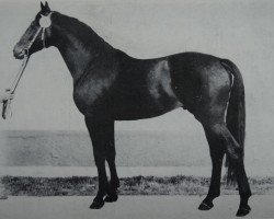 horse Wegro (Noble Warmblood, 1977, from Winton 3312 xx)