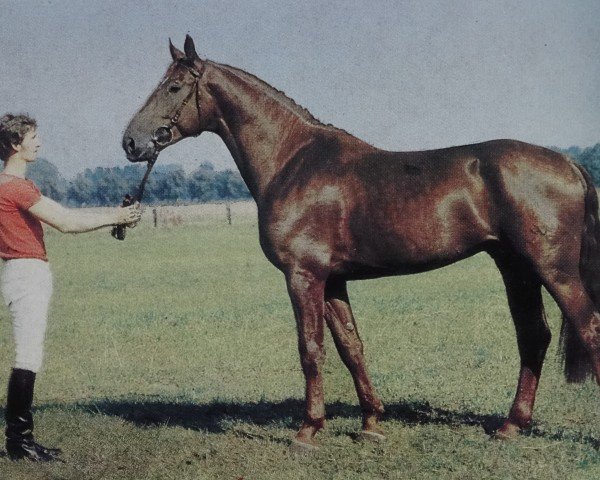 Deckhengst Intervall (Mecklenburger, 1982, von Impuls)