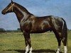 stallion Duktus 2510 (Saxony-Anhaltiner,  , from Duell II)