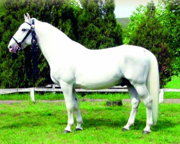 stallion Maestoso XXX-19 Mano (Lipizzaner, 1993, from 1945 Maestoso XXIX-15 (XXX. tm))