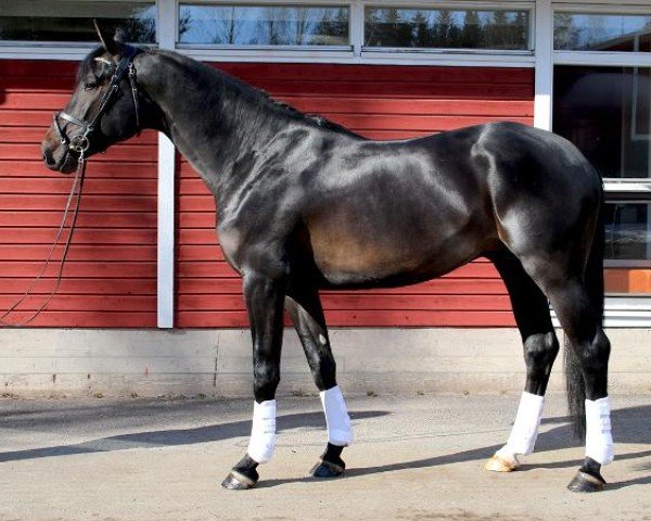 stallion Comme la Lumière 229 FIN (Finnish Warmblood, 2018, from Comme Prevu)