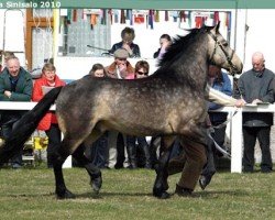 stallion Killea Island (Connemara Pony, 2005, from Cloughill Island)