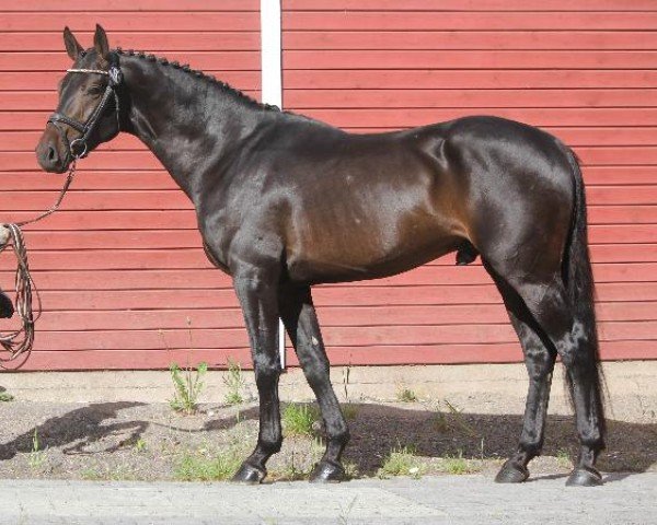 Deckhengst Quillan KS 230 FIN (Finnisches Warmblut, 2017, von Quality 9)