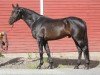 Deckhengst Quillan KS 230 FIN (Finnisches Warmblut, 2017, von Quality 9)