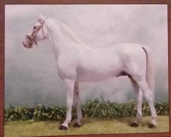 stallion 3622-827 Pluto XIV-35 (Lipizzaner, 1985, from Pluto XIV)