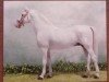 stallion 3622-827 Pluto XIV-35 (Lipizzaner, 1985, from Pluto XIV)