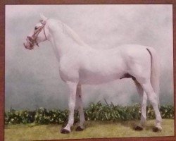 stallion 3622-827 Pluto XIV-35 (Lipizzaner, 1985, from Pluto XIV)