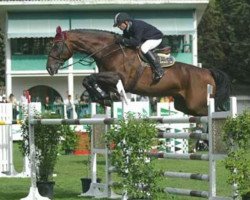 stallion Amateur Z (Zangersheide riding horse, 1991, from Athlet II Z)