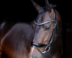 Zuchtstute Pinky (KWPN (Niederländisches Warmblut), 2020)