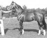 stallion Gondelier (Gelderland, 1965, from Amor)