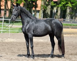 broodmare Dueville (Hanoverian, 2018, from Danone 4)