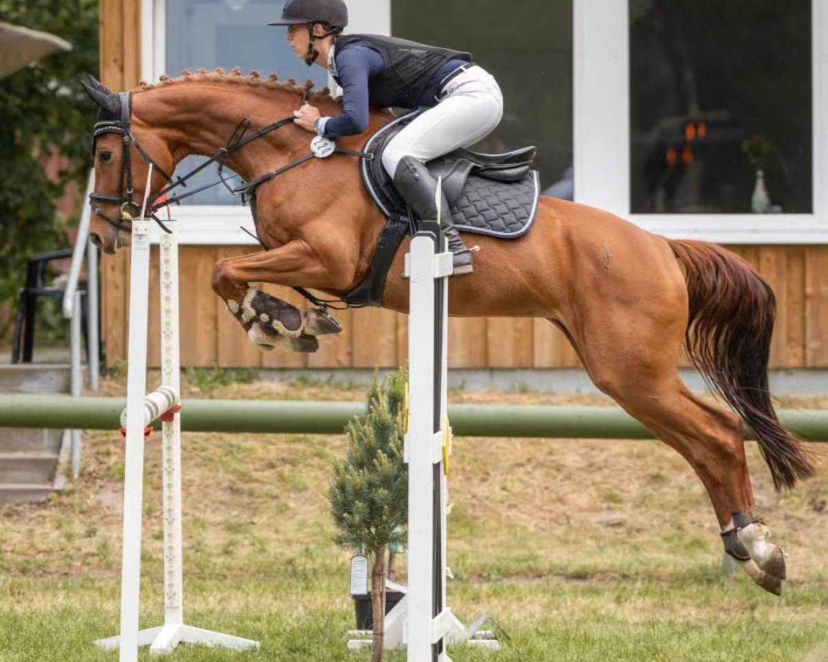 broodmare Quite Special MR (Oldenburg, 2018, from Agrigento 4)