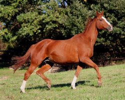 broodmare Wondergirl (Hanoverian, 1994, from Weltmeyer)