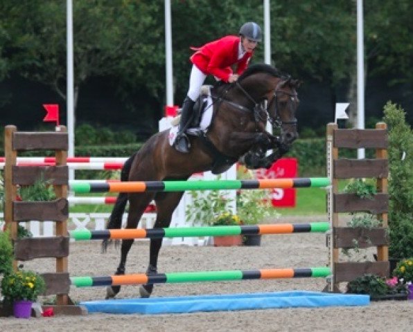 jumper Falentino (Polish Warmblood, 2005, from Silvio I)