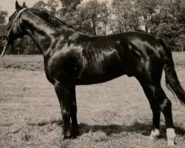 Deckhengst Kurort 2513 ( DDR ) (Hannoveraner, 1962, von Kurier)