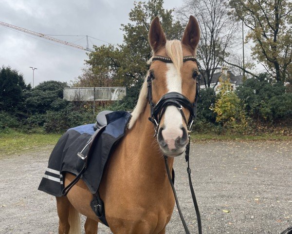 dressage horse Golden Henry B (German Riding Pony, 2016, from Genesis B)