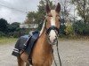 dressage horse Golden Henry B (German Riding Pony, 2016, from Genesis B)