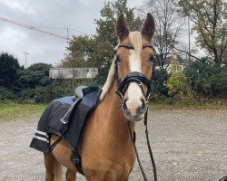 dressage horse Golden Henry B (German Riding Pony, 2016, from Genesis B)