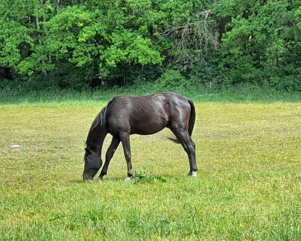 dressage horse Quäntchen Glück 37 (Hanoverian, 2019, from Q-Sieben OLD)