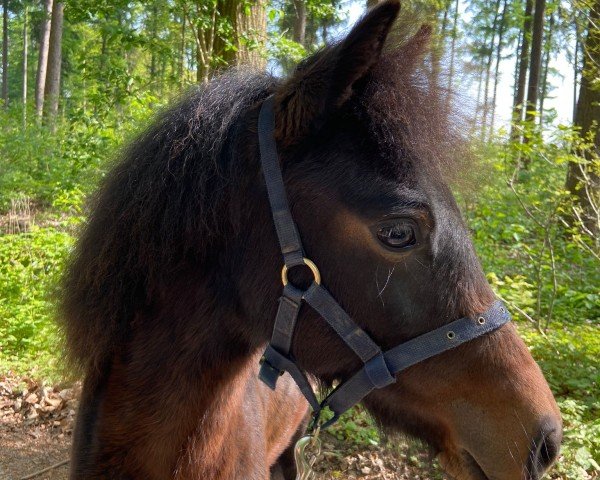 horse Tippy B (Dartmoor Pony, 2023, from Magnum Hadrian)