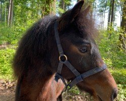 horse Tippy B (Dartmoor Pony, 2023, from Magnum Hadrian)