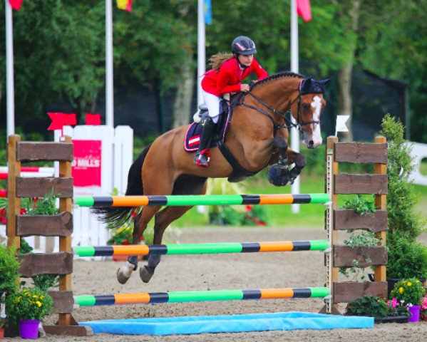 jumper Contadino 2 (Dutch Warmblood, 2007, from Indoctro)