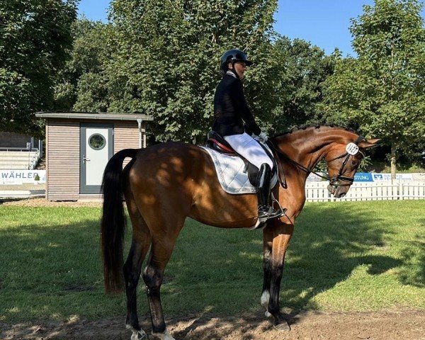 dressage horse Schorschi 27 (Hanoverian, 2020, from Silberschmied)