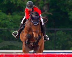 broodmare C'Est La Vie 101 (Oldenburg show jumper, 2005, from Concetto)