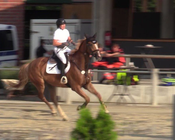 Reitturnier Ennigerloh-Neubeckum 2024