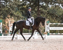 dressage horse Have A Nice Day (Hanoverian, 2011, from Hohenstein I)