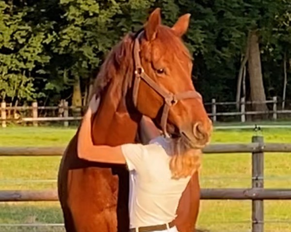 dressage horse Meine Feine Maxima (Oldenburg, 2019, from Morricone)