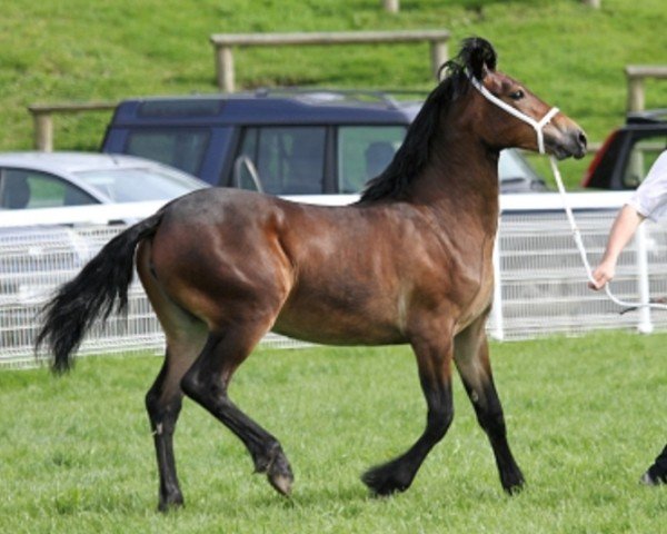 Pferd Brunnera Gwyrth (Welsh-Cob (Sek. D), 2011, von Derwen Desert Express)