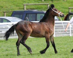 horse Brunnera Gwyrth (Welsh-Cob (Sek. D), 2011, from Derwen Desert Express)