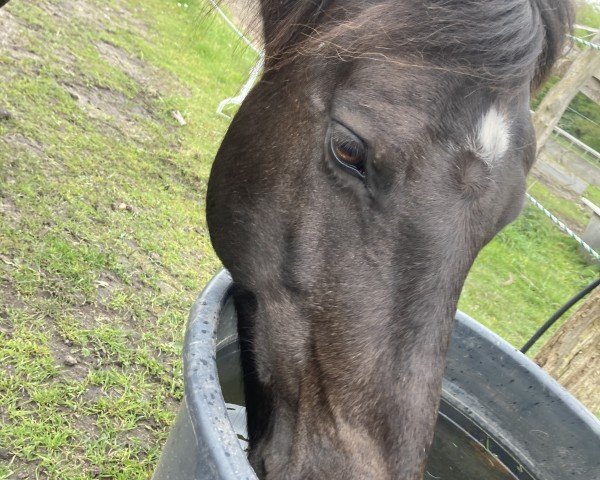 horse Schibaba (Welsh-Cob (Sek. D), 2009, from Tremymor Spitfire)