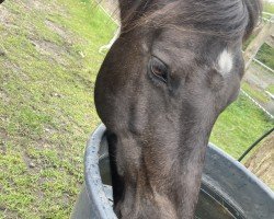 Pferd Schibaba (Welsh-Cob (Sek. D), 2009, von Tremymor Spitfire)