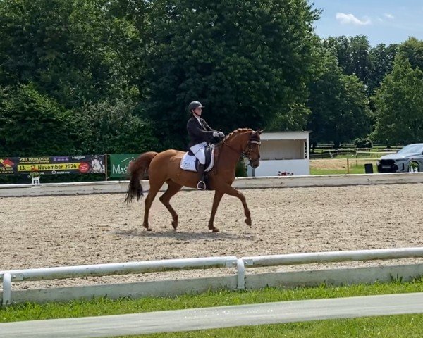 Dressurpferd Quality Pearl Vom Arendsee (Deutsches Sportpferd, 2013, von Quality Time)